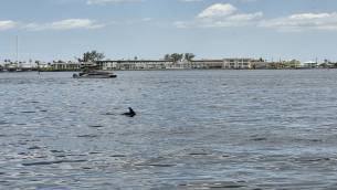 Delphin
