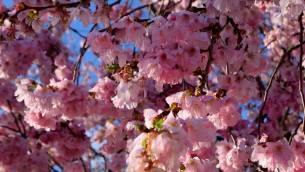 Center Parcs Villages Nature Paris